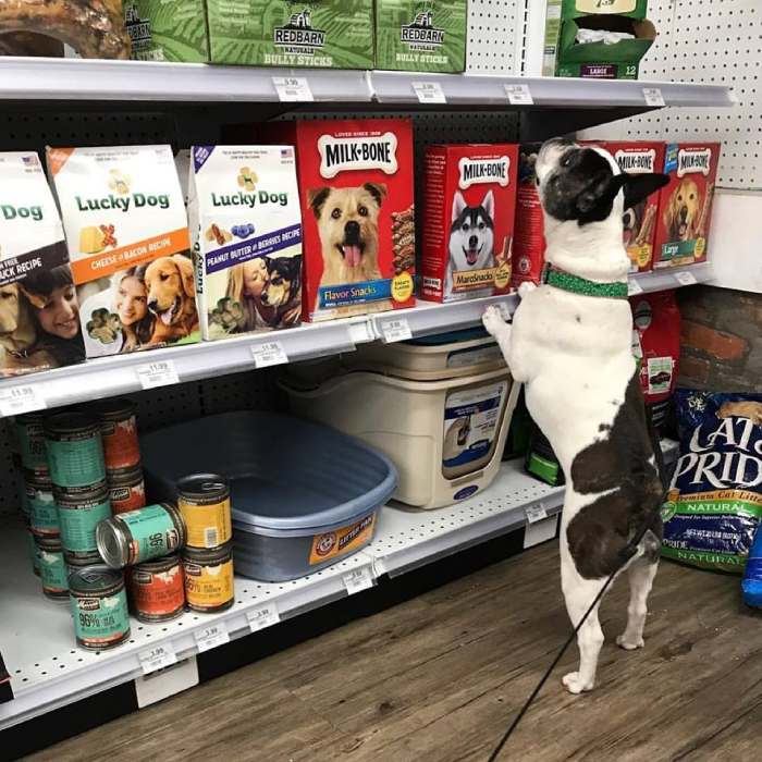 Dogs in All Ace Hardware Stores