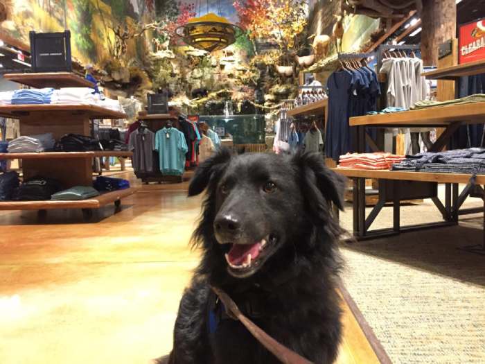 Dogs in Bass Pro Shops