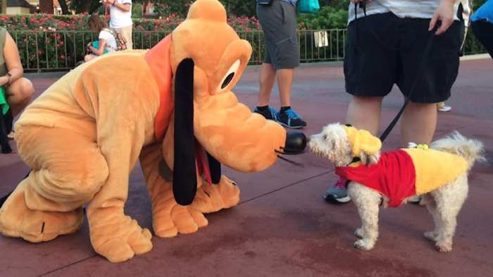 Dogs in Disney Springs