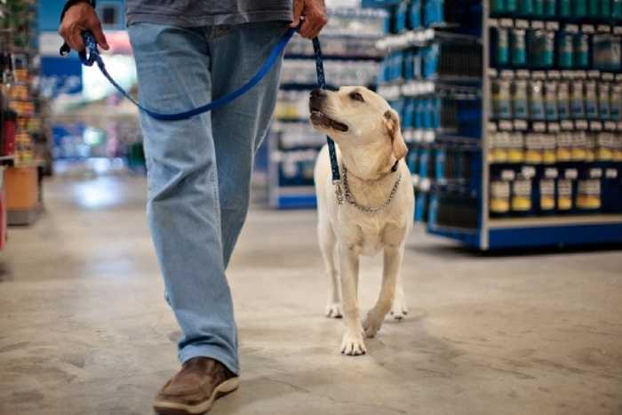 Dogs in Dollar Tree