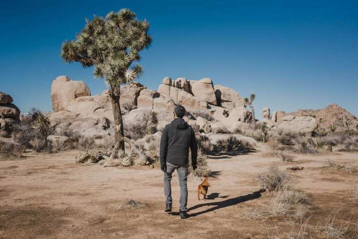 Dogs in Joshua Tree