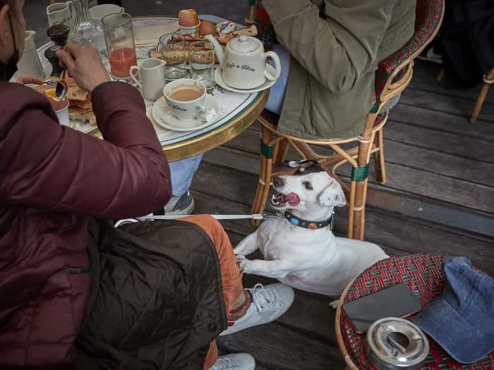 Dogs in Restaurants