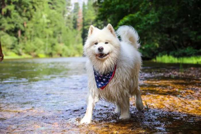 Dogs in Yosemite