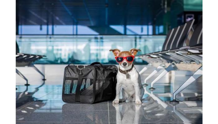 Dogs in airport