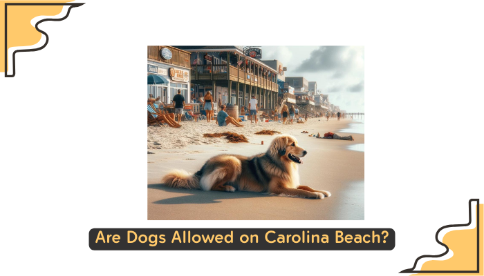 Dogs on Carolina Beach