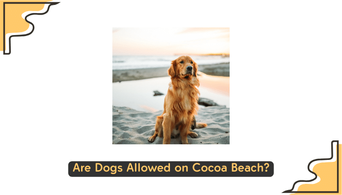 Dogs on Cocoa Beach