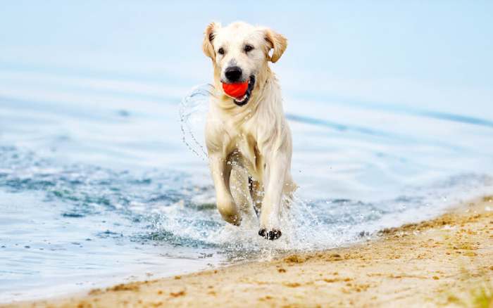 Dogs on Daytona Beach