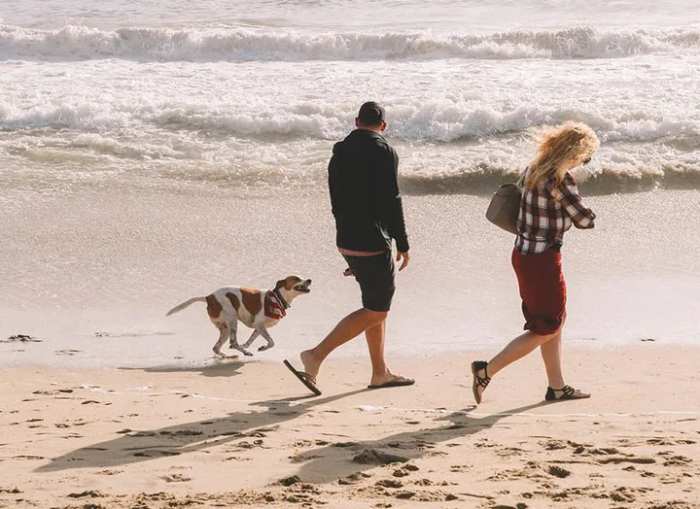 Dogs on Folly Beach