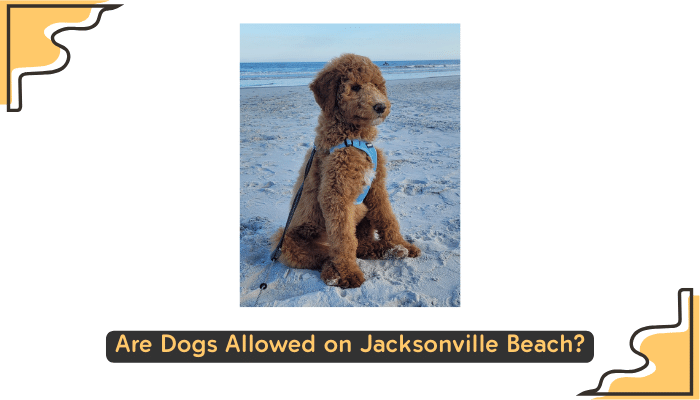 Dogs on Jacksonville Beach