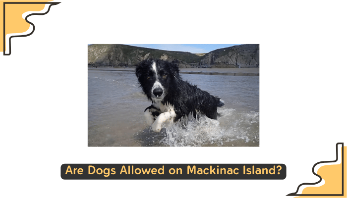 Dogs on Mackinac Island beach