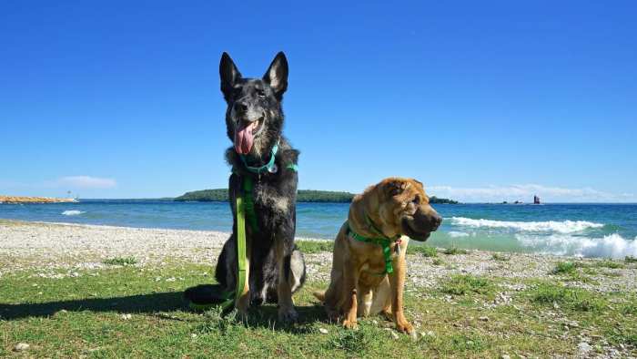 Dogs on Mackinac Island