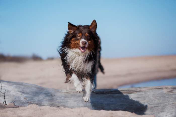 Dogs on Panama City Beach