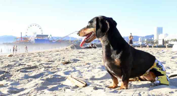 Dogs on Santa Monica Beach