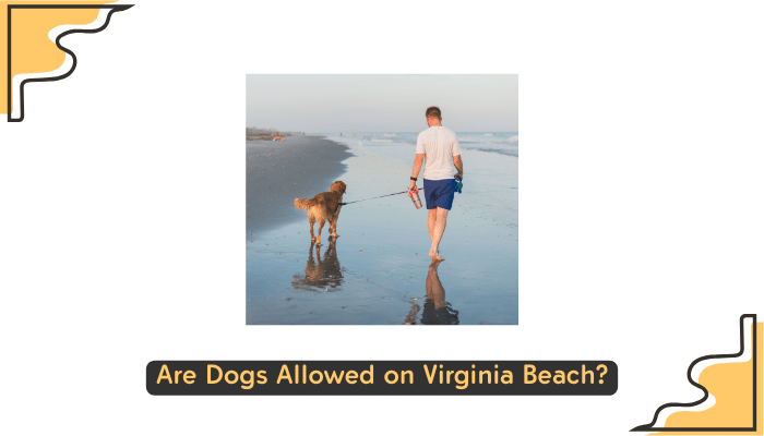 Dogs on Virginia Beach