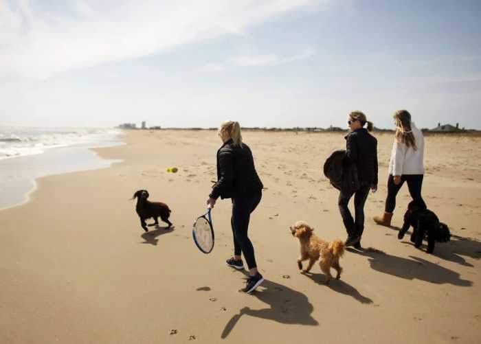 Dogs on Virginia Beach