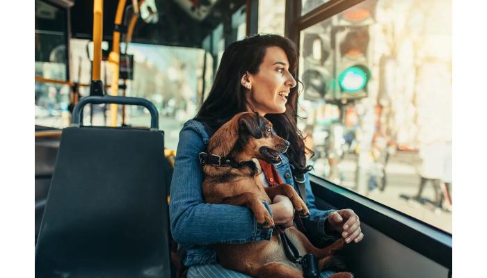 Dogs to be allowed in buses