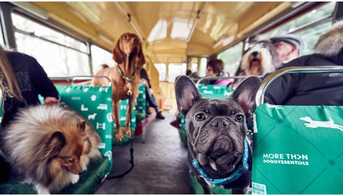 Explore your journey with your dog on buses