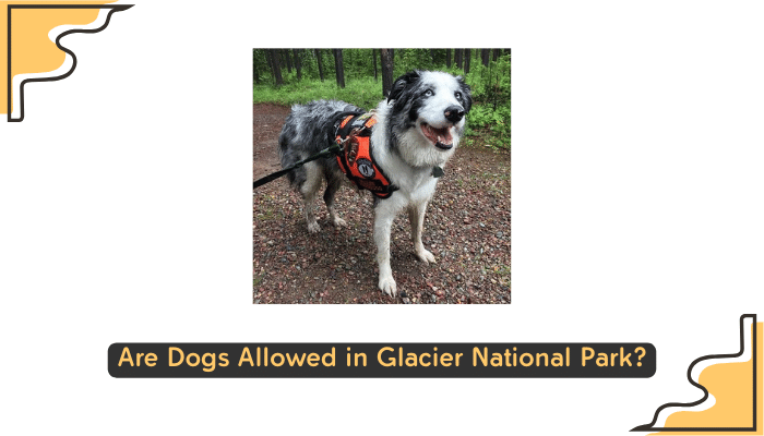 Glacier National Park dog policy