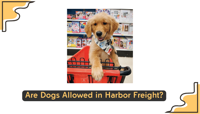 Harbor Freight dog policy