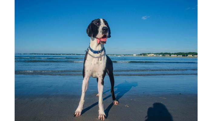 Is wrightsville Beach Dog friendly