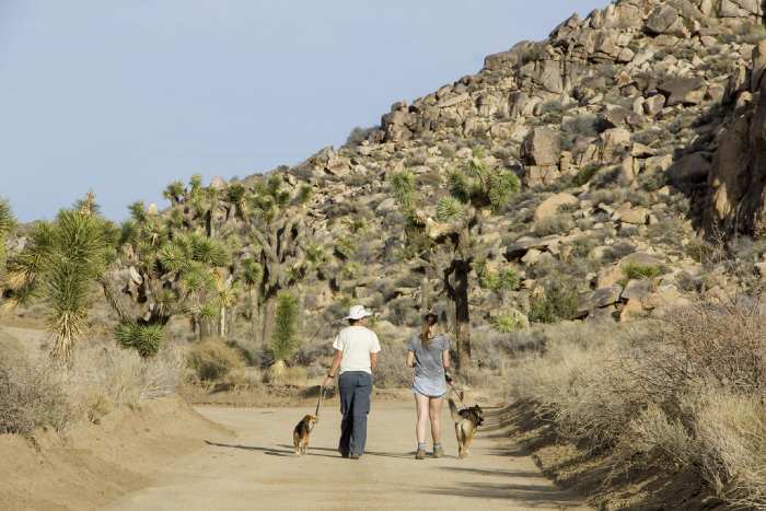 Regulations for Dogs in the Park