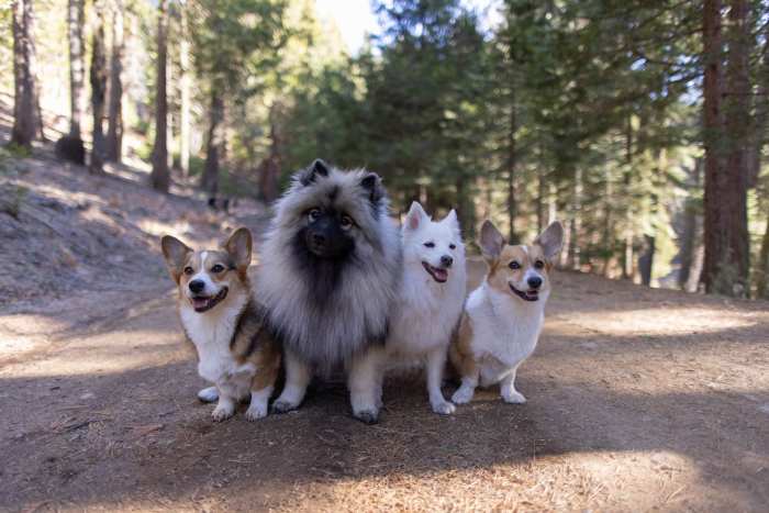 Sequoia National Forest with your dogs