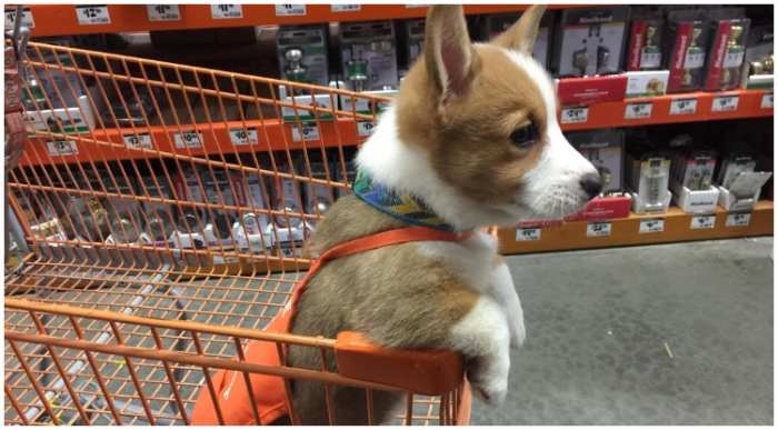 Small Dogs in Home Depot store