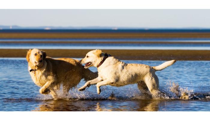 Wrightsville Beach where Dogs playing