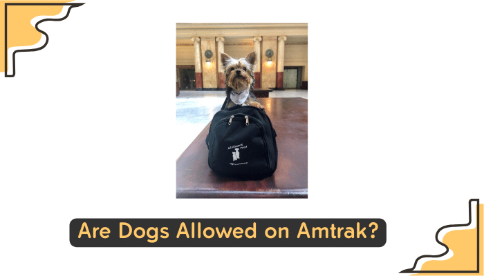 amtrak s policy on dogs