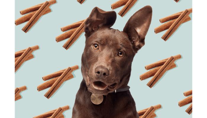 can dogs eat cinnamon