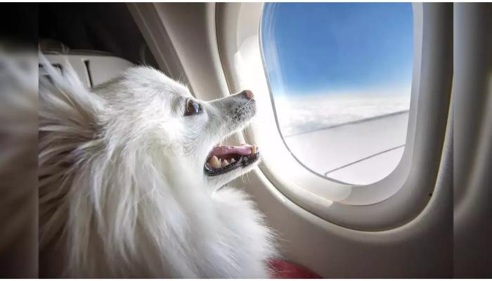 carry dogs on Domestic Airlines