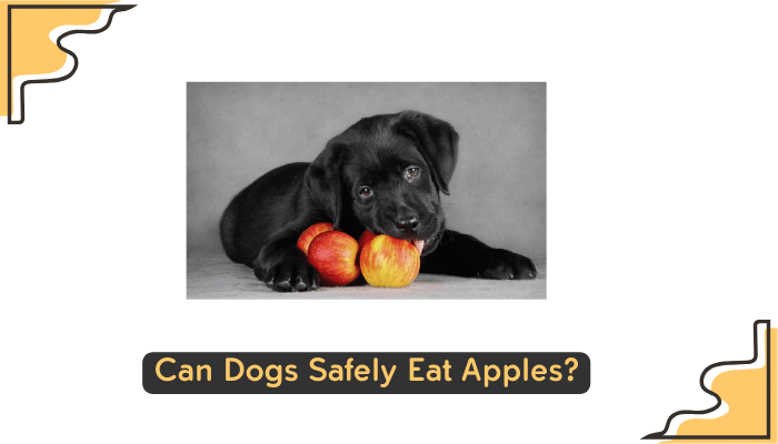 dog eating apple healthy