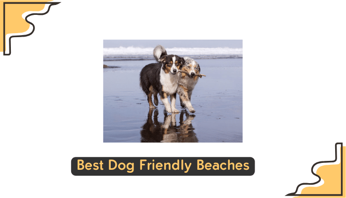 dog friendly beach