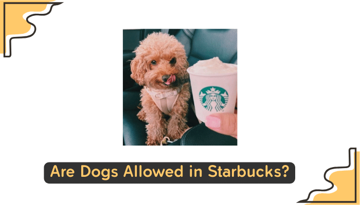 dog friendly policy at starbucks