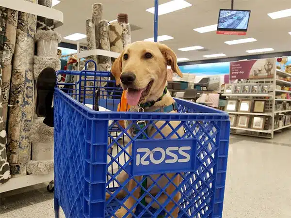 dog in ross shopping cart.jpg