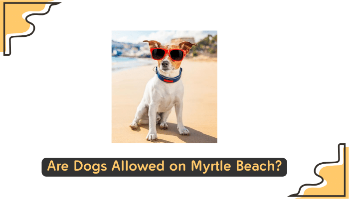 dog policy at myrtle beach