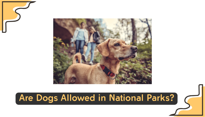 dogs and national park regulations
