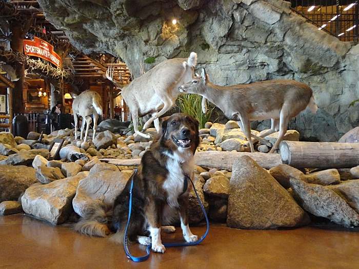 dogs at Bass Pro Shops