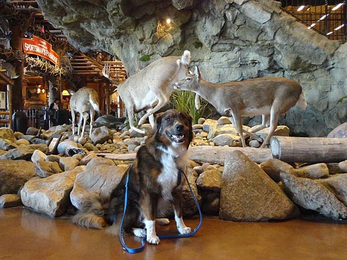 Dogs in bass store pro