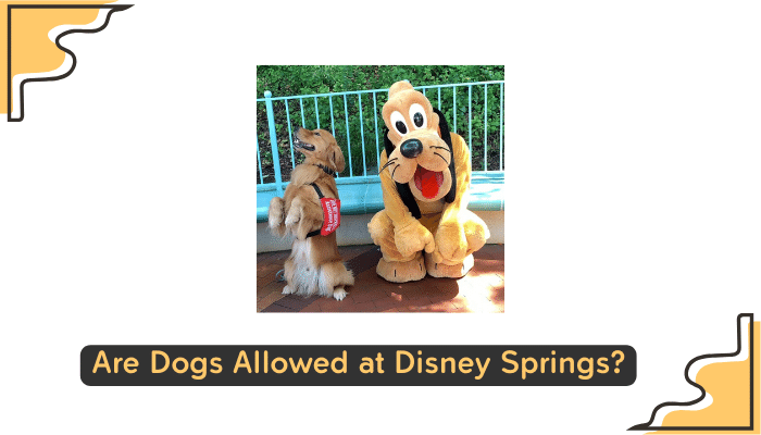 dogs at disney springs world