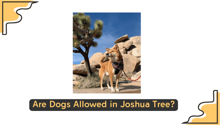 dogs at joshua tree national park