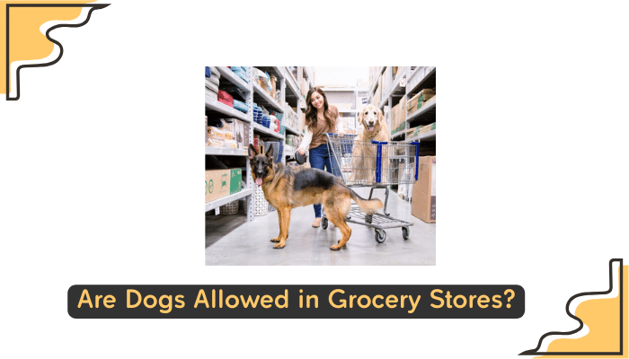 dogs at marshalls stores
