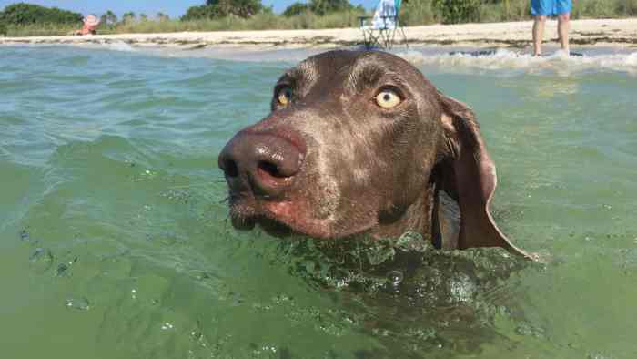 dogs in florida beach