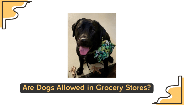 dogs in grocery stores