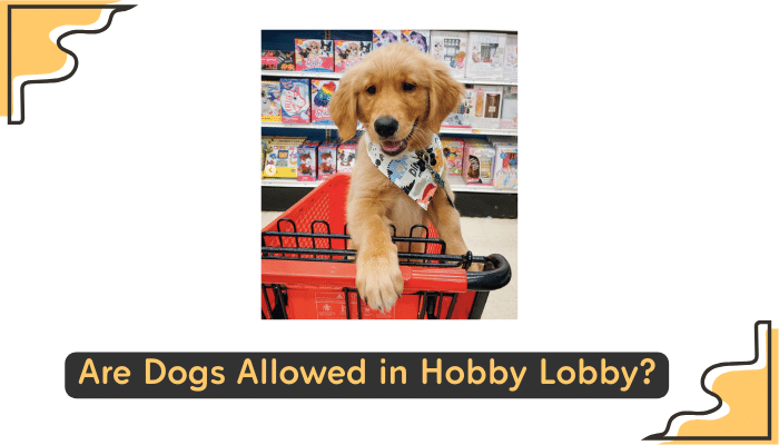 dogs not allowed in hobby lobby