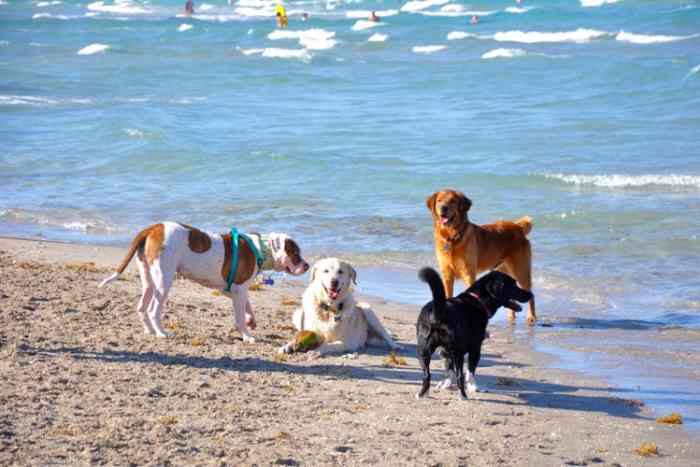 dogs on florida beach