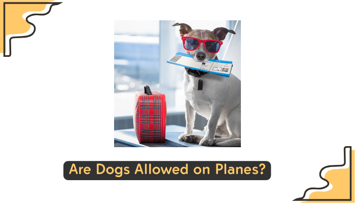 dogs on plane guidelines