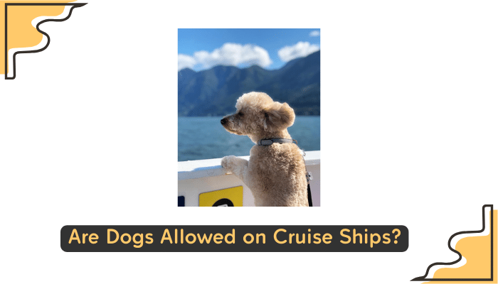 dogs permitted on cruises