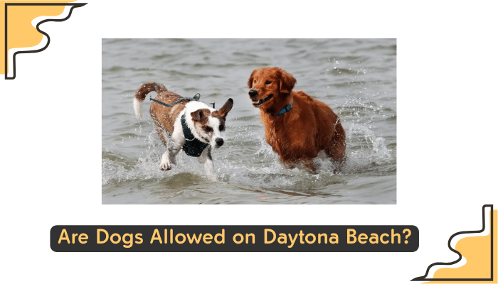 dogs permitted on daytona beach