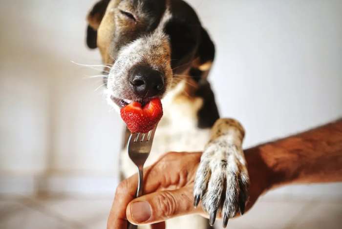 feed strawberries to your dog